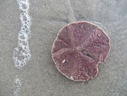 18th Feb 2018 - My first live sand dollar. Ever.