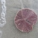 My first live sand dollar. Ever. by margonaut