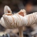 Fungi by yorkshirekiwi