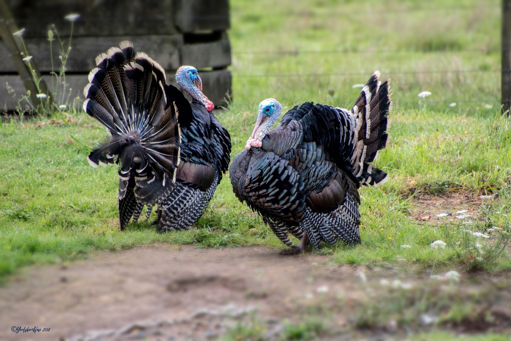 Wild Turkey Standoff by yorkshirekiwi