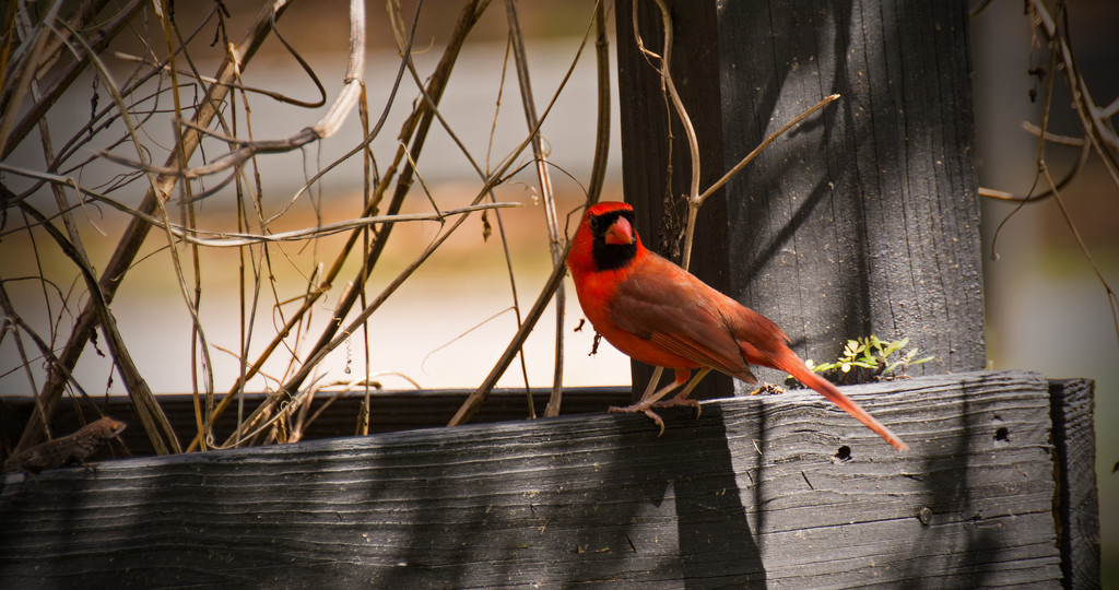 Mr Cardinal on the Fence! by rickster549