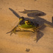 Froggy in the River! by rickster549