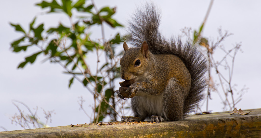 Mrs Squirrel Having Lunch! by rickster549