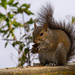 Mrs Squirrel Having Lunch! by rickster549