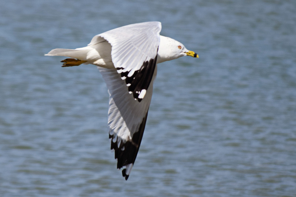 Ring-billed Gull by dsp2