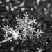 snowflake by aecasey