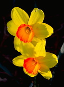 21st Feb 2018 - Daffodils