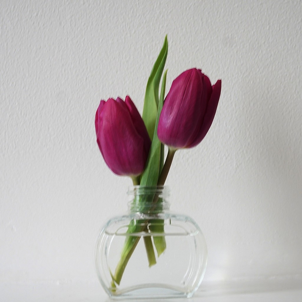 2 purple tulips in a vase by quietpurplehaze