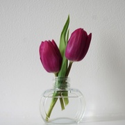 21st Feb 2018 - 2 purple tulips in a vase
