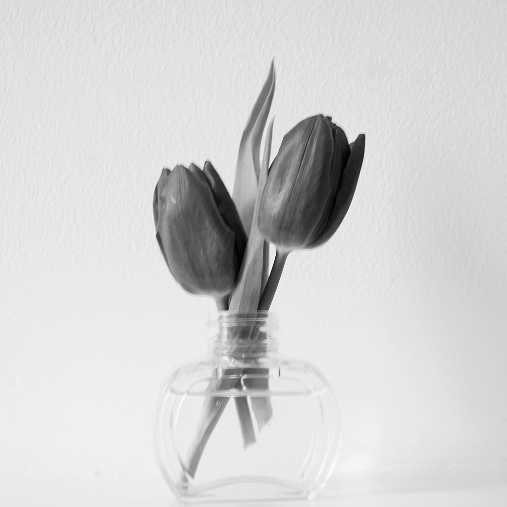 2 tulips in a vase in b&w by quietpurplehaze
