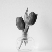 21st Feb 2018 - 2 tulips in a vase in b&w