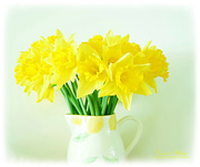 21st Feb 2018 - Daffodils