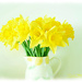 Daffodils by carolmw