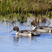 Pintail Ducks  by jgpittenger