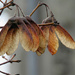 Leaf Shades by seattlite