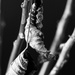 Poinsettia Demise by carole_sandford