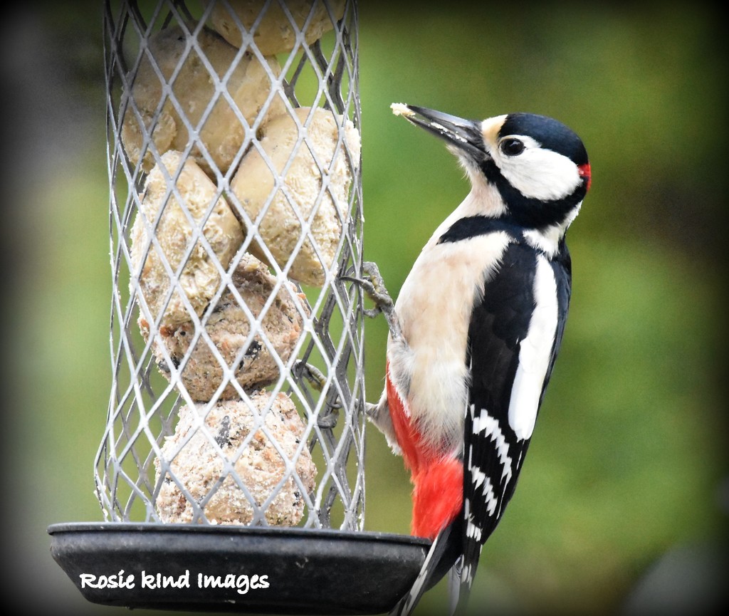 My friend the woodpecker by rosiekind
