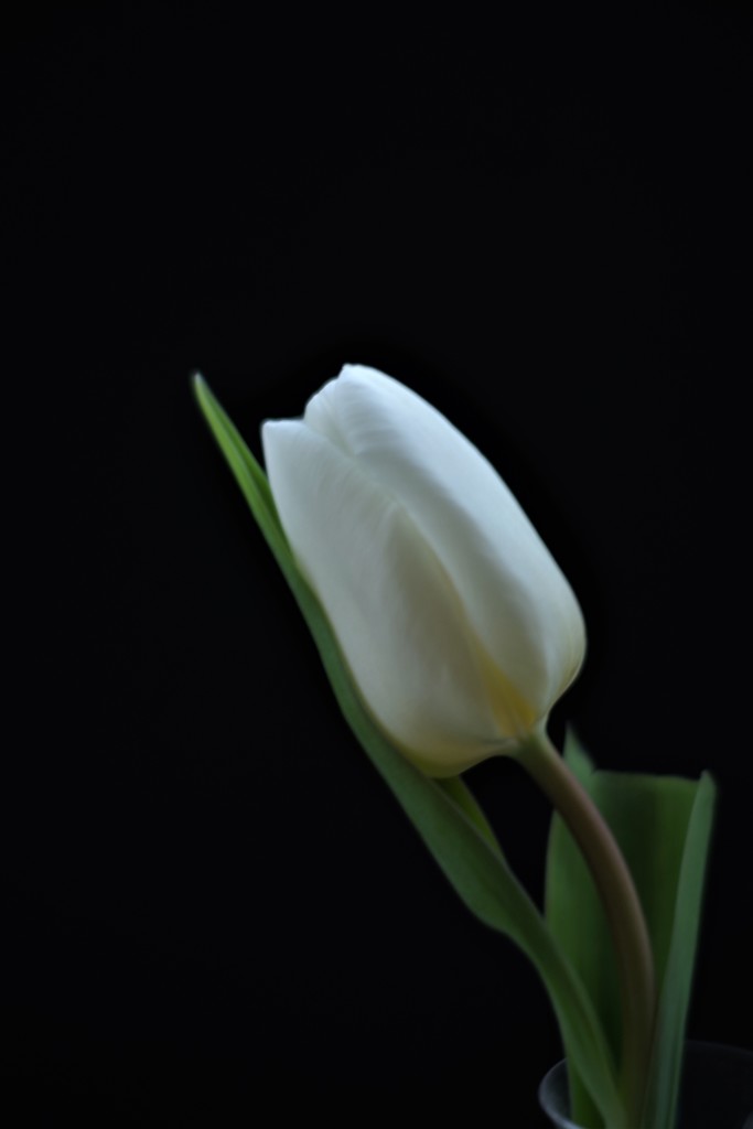Spring Tulip by 30pics4jackiesdiamond