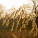 Reeds by rumpelstiltskin