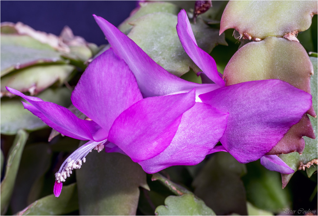 Purple Christmas Cactus by pcoulson