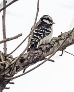 21st Feb 2018 - Downy Woodpecker Portrait