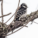 Downy Woodpecker Portrait by rminer