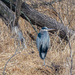 Great Blue Heron Landscape by rminer