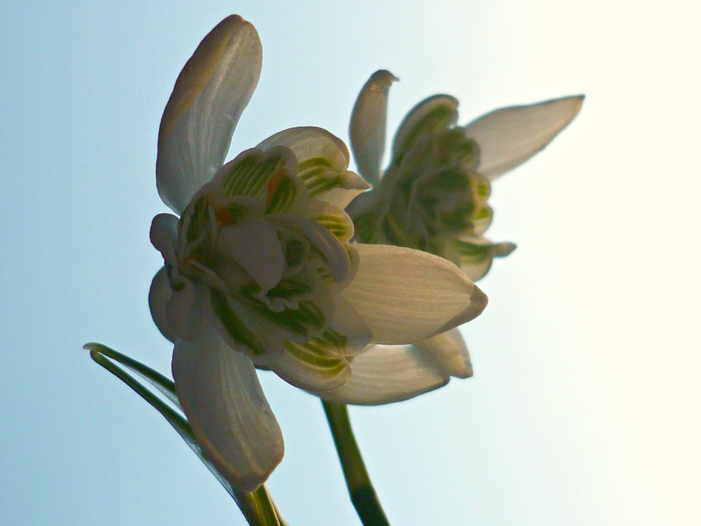 Sunny Snowdrops by countrylassie