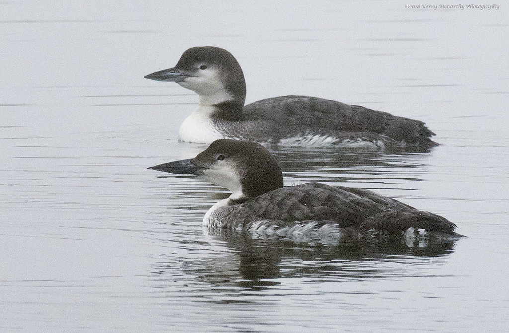 A couple of loons on a foggy morning by mccarth1