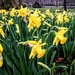 First daffodils by boxplayer