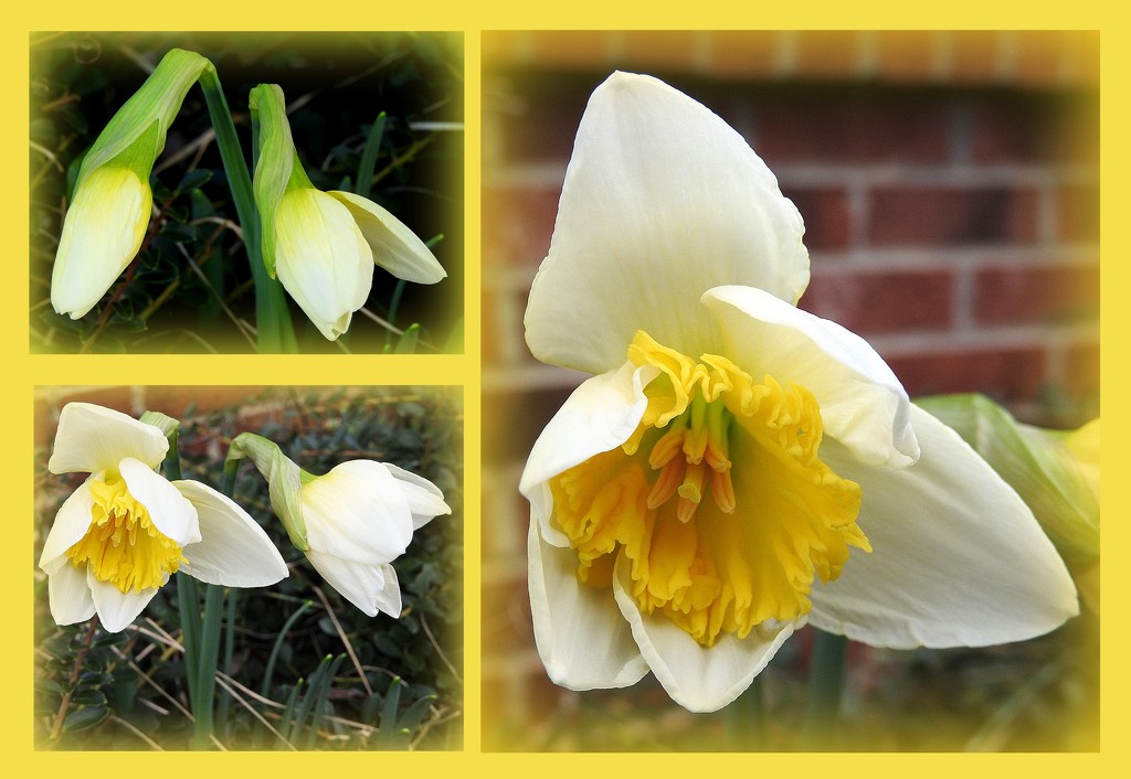 My daffodils by homeschoolmom