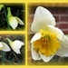 My daffodils by homeschoolmom
