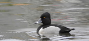 21st Feb 2018 - Ring Neck Duck, not mallard duckling