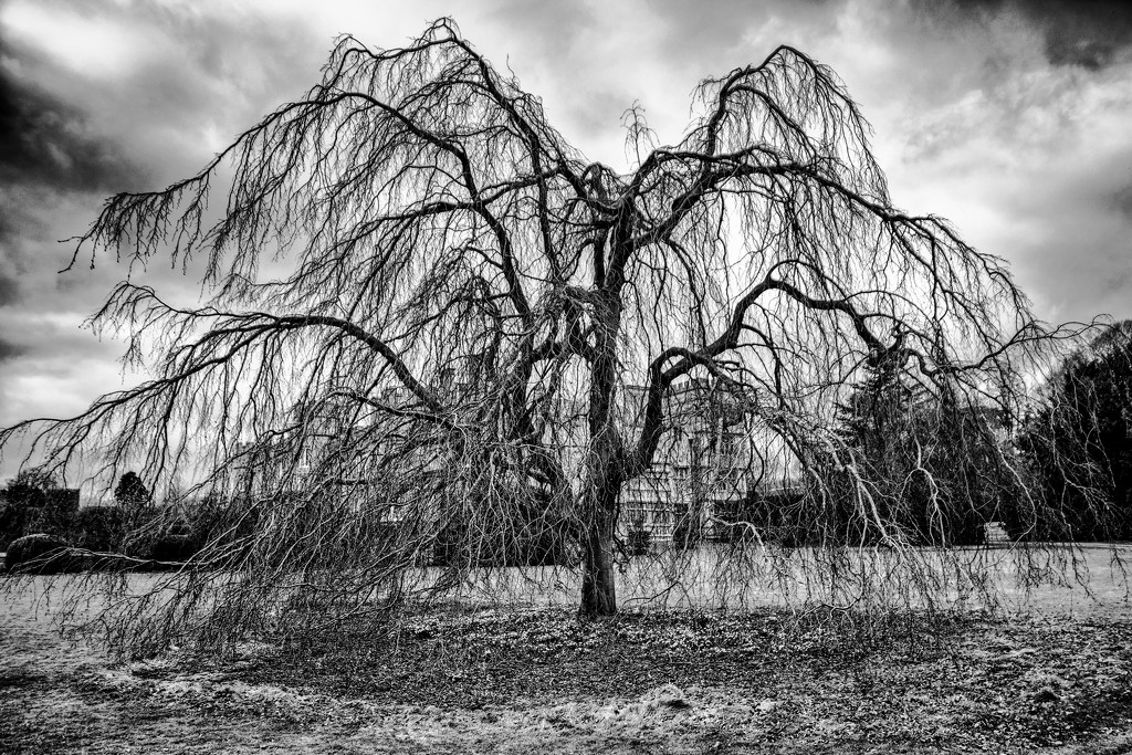 The Womping Willow by rjb71