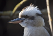 21st Feb 2018 - 52. Kookaburra 