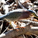 Green Heron by mbrutus