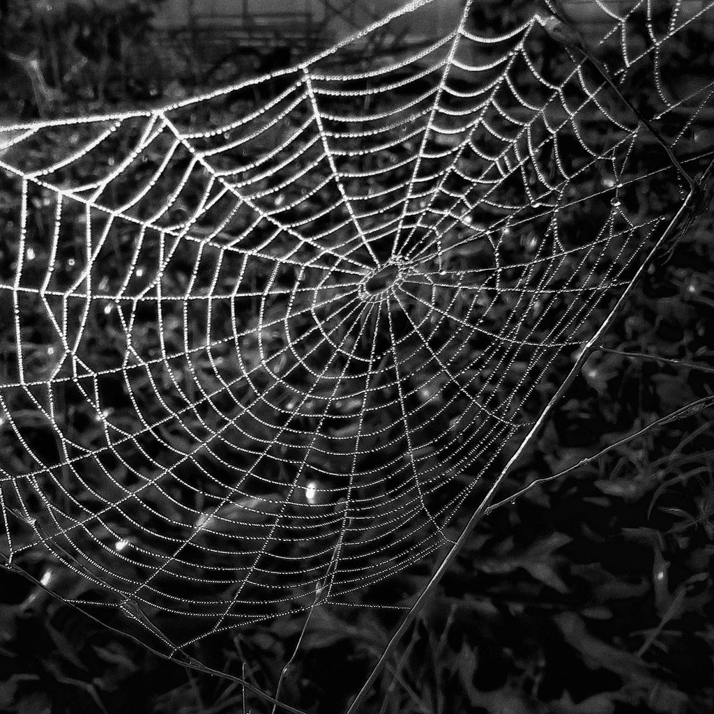 A Poor Attempt at a Spiderweb by milaniet