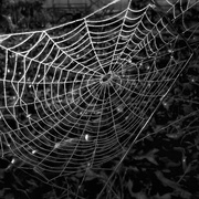21st Feb 2018 - A Poor Attempt at a Spiderweb