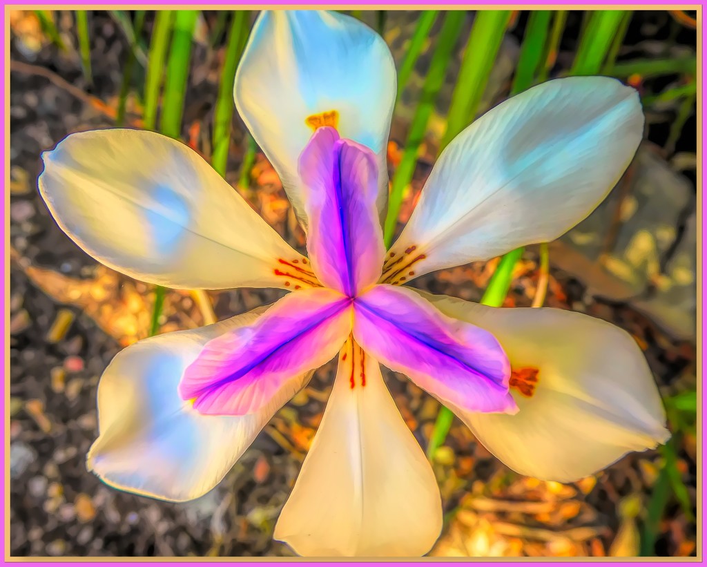 Dietes with a bit more colourful. by ludwigsdiana