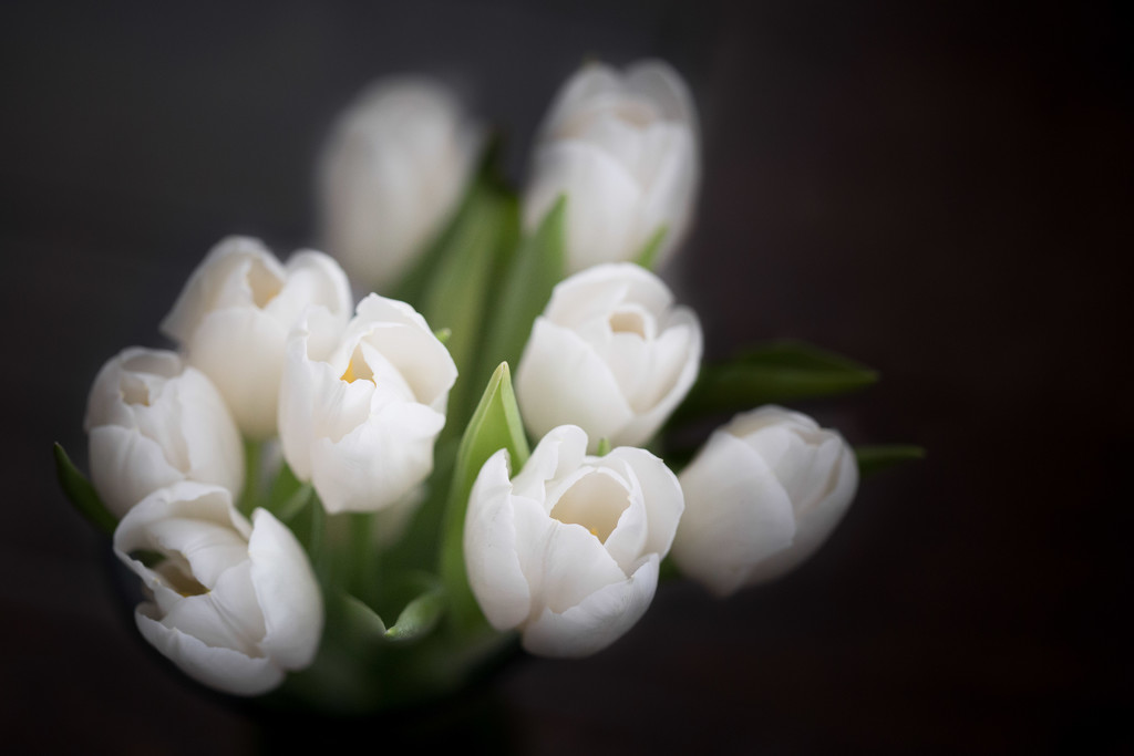 Tulips *sigh* by tina_mac