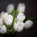 Tulips *sigh* by tina_mac