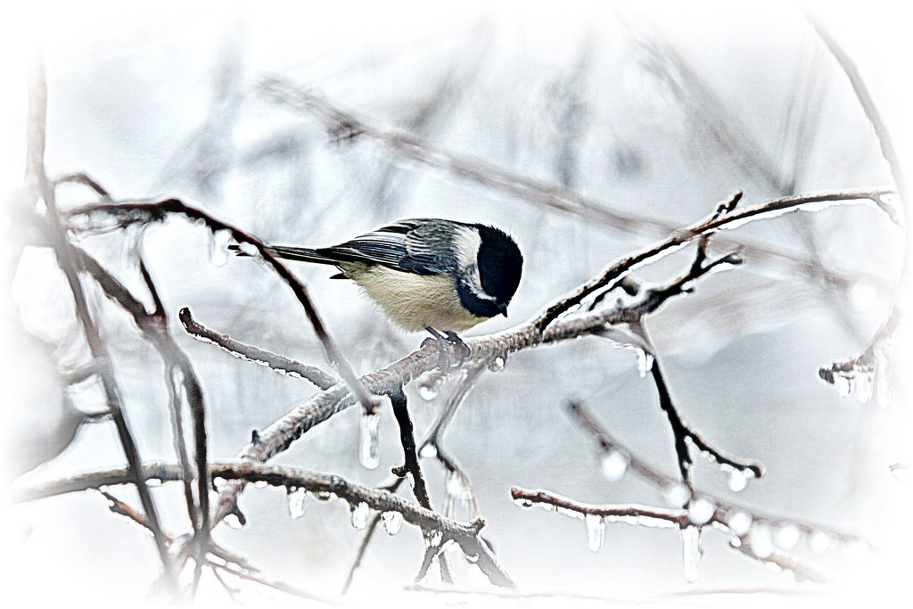 Cold Bird by lynnz