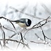 Cold Bird by lynnz
