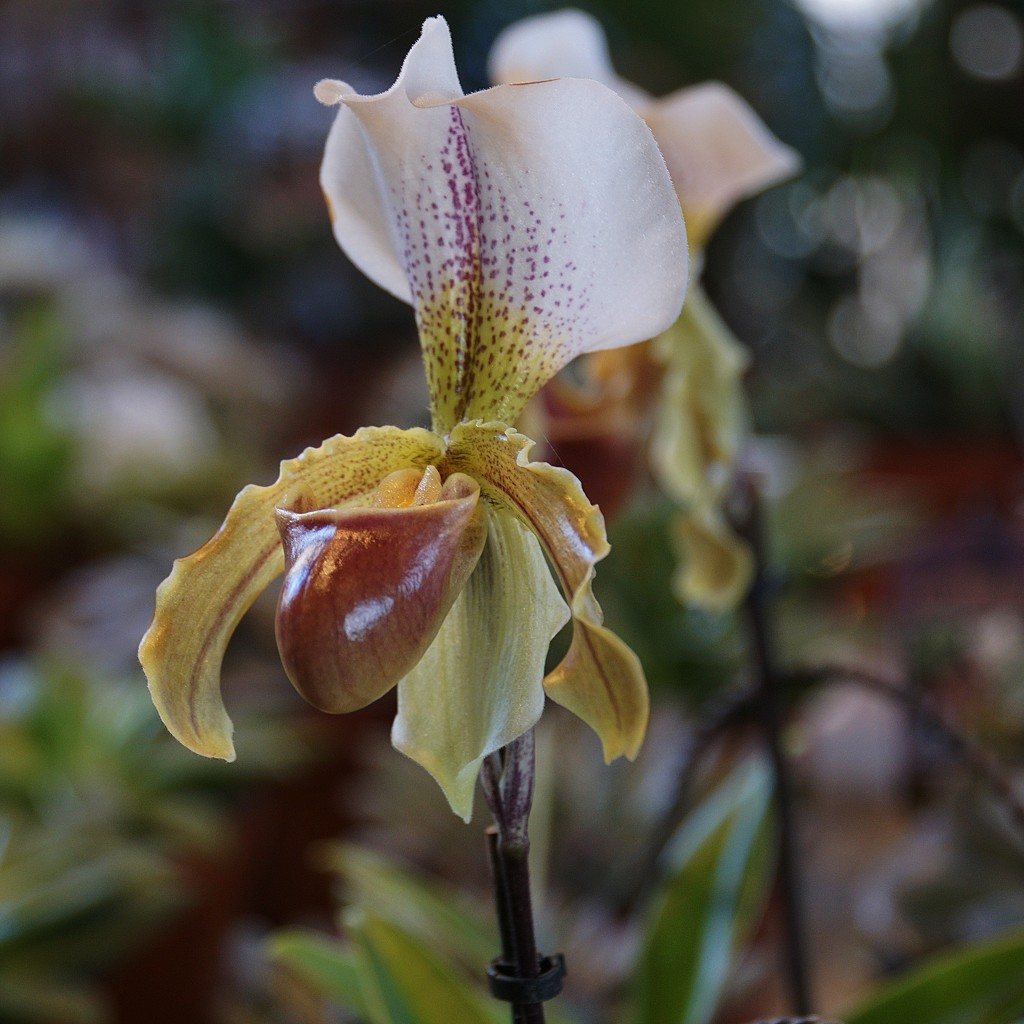 slipper orchid  by quietpurplehaze