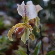 22nd Feb 2018 - slipper orchid 