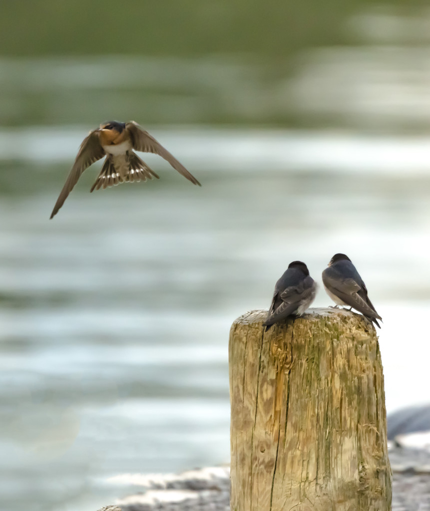 Swifts? Swallows? by shepherdmanswife