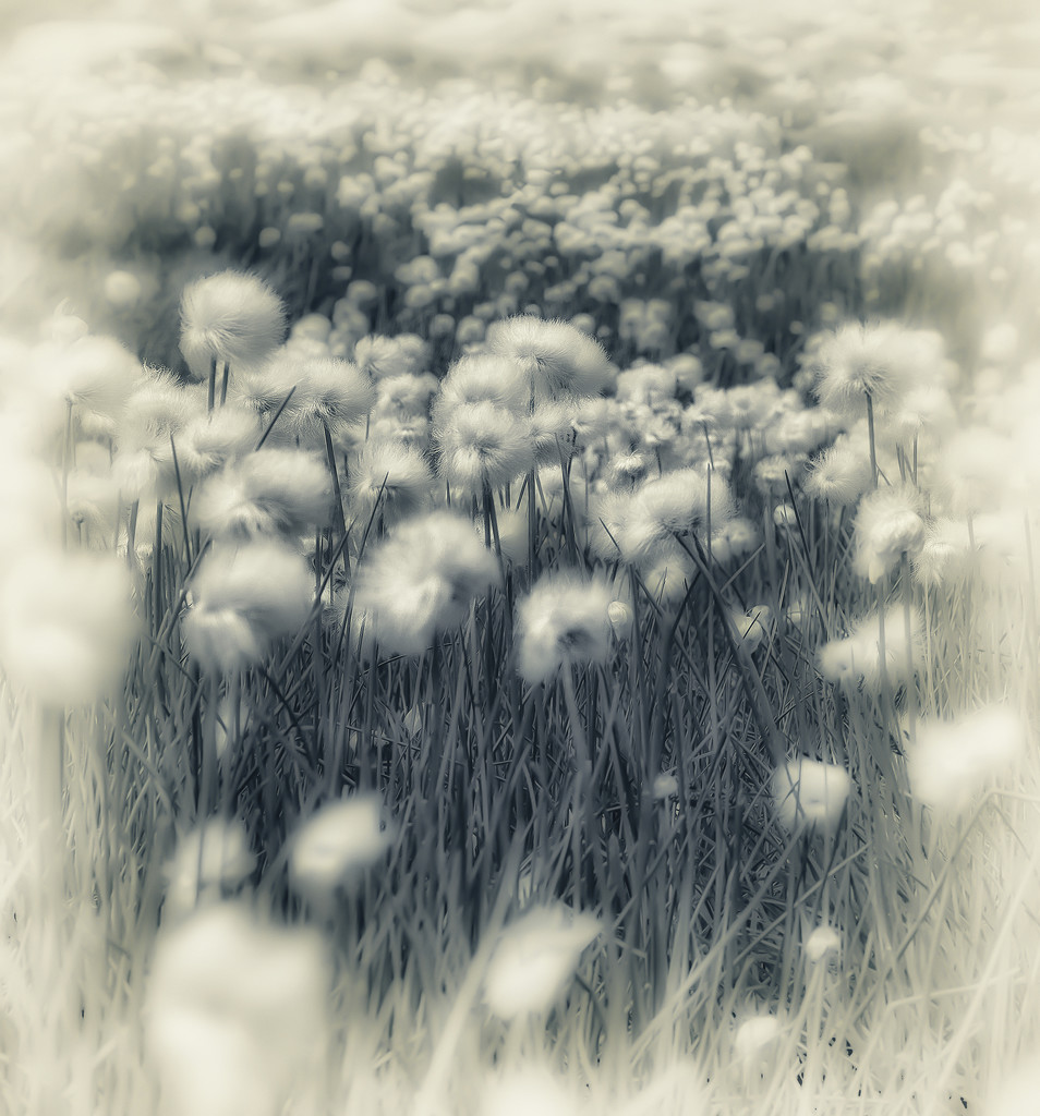 cottongrass by jerome