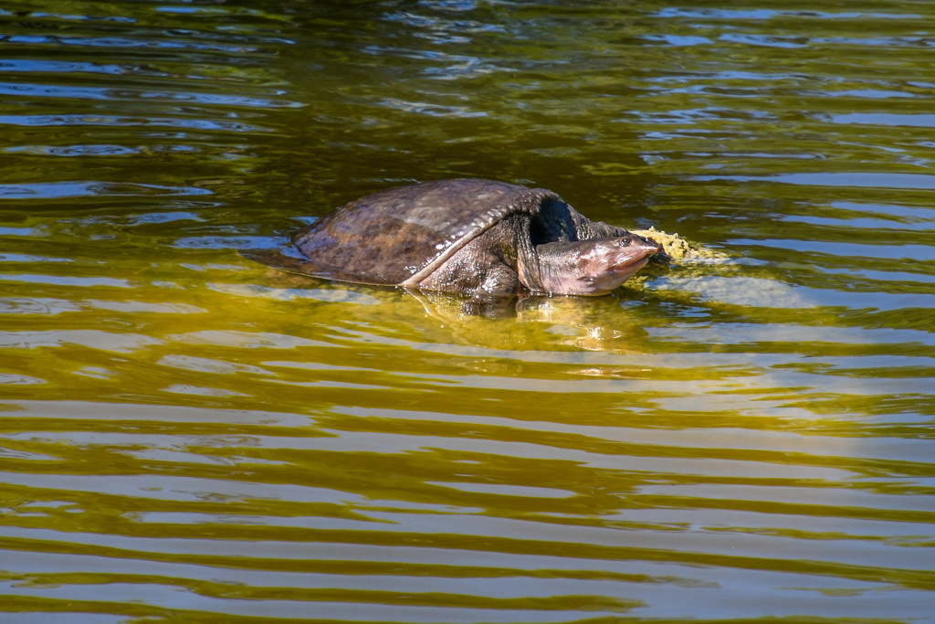 Turtle resting by danette
