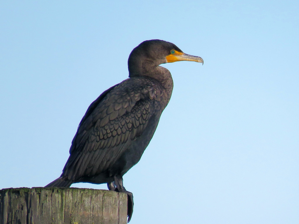 Double-Crested Cormorant by seattlite