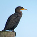 Double-Crested Cormorant by seattlite